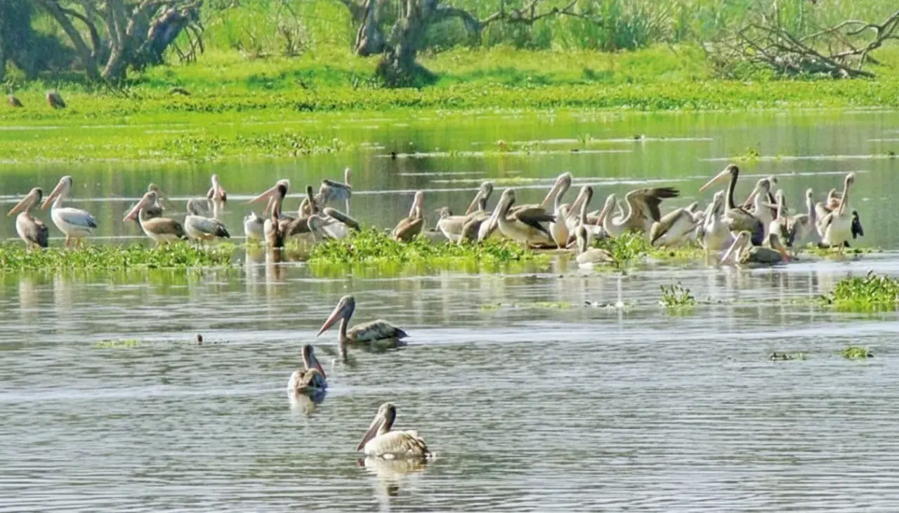 Anawilundawa Bird Sanctuary